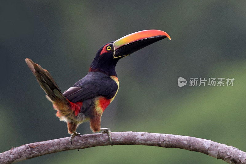 Fiery-Billed Aracari巨嘴鸟